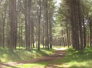 Walk And Talk - Tentsmuir Nature Reserve